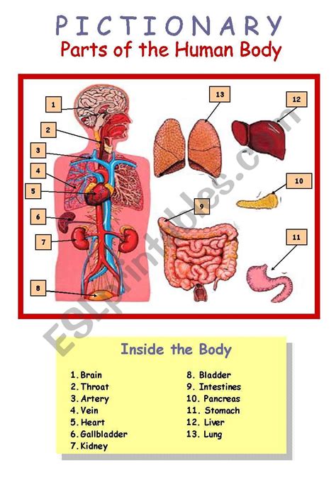 inside the living body worksheet quizlet